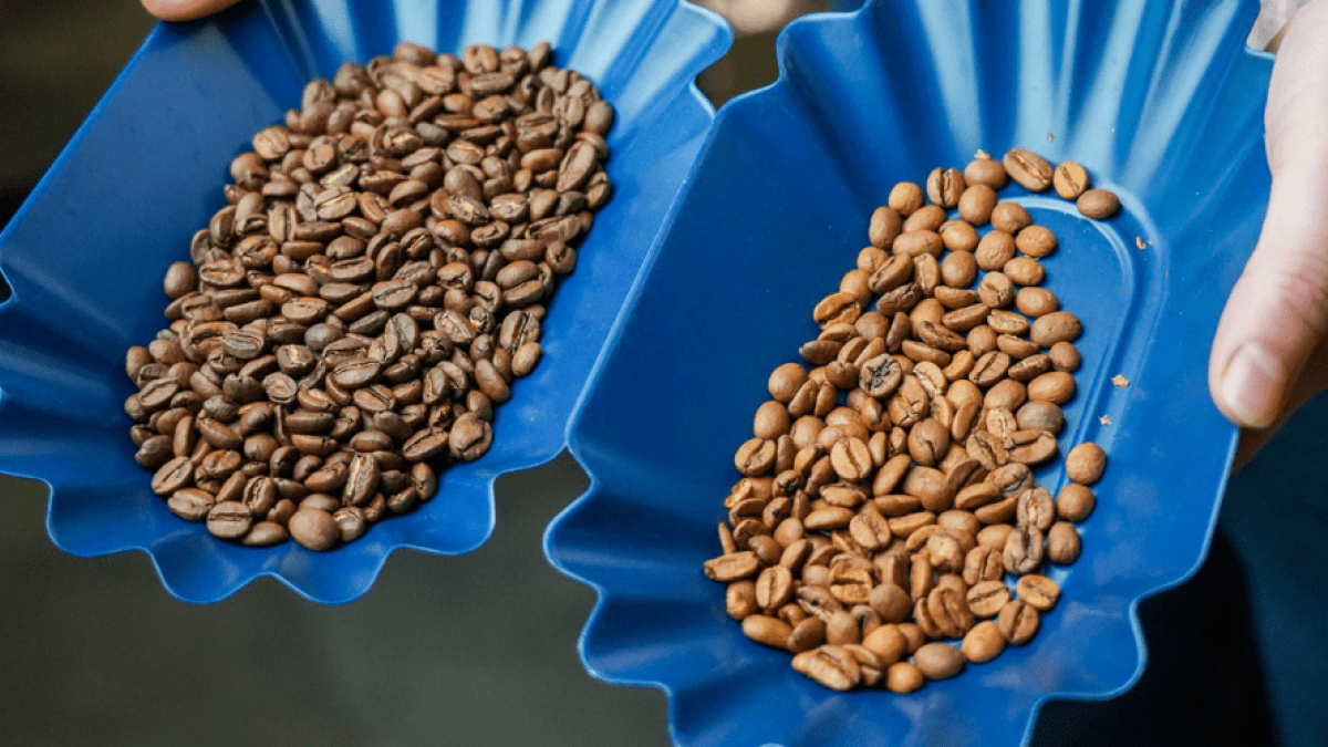 Sorting Out Flavor: The Key to Unlocking Coffee's Full Potential