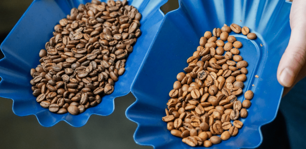 Sorting Out Flavor: The Key to Unlocking Coffee's Full Potential