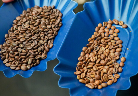 Sorting Out Flavor: The Key to Unlocking Coffee's Full Potential