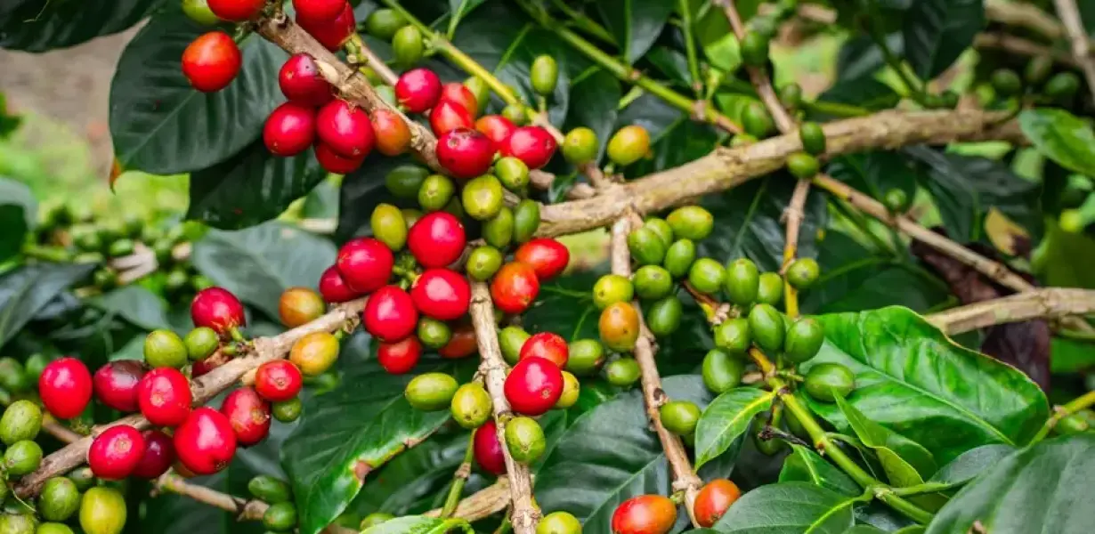 Green Coffee Sourcing for Roasteries: Navigating Importers, Direct ...
