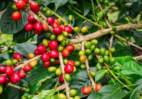Green Coffee Sourcing for Roasteries: Navigating Importers, Direct Trade, and Quality Control
